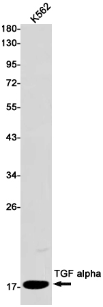 TGF alpha Rabbit mAb