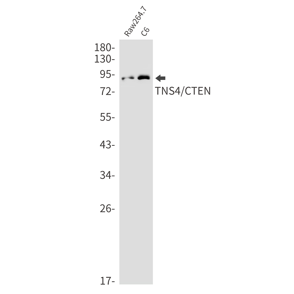 Tensin 4 Rabbit mAb