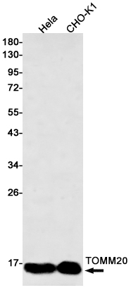 TOMM20 Rabbit mAb