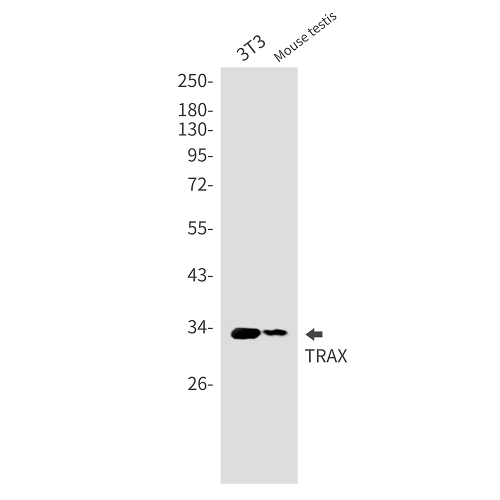 Translin Associated Protein X Rabbit mAb