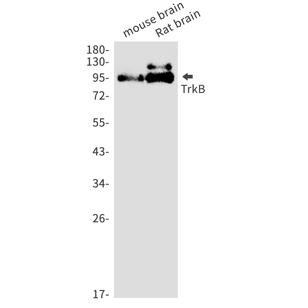 Trk B Rabbit mAb