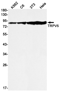 TrpV5 Rabbit mAb