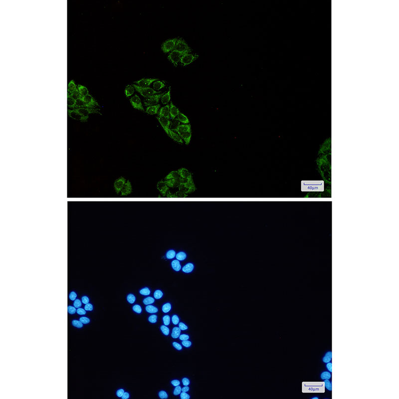 USP10 Rabbit mAb