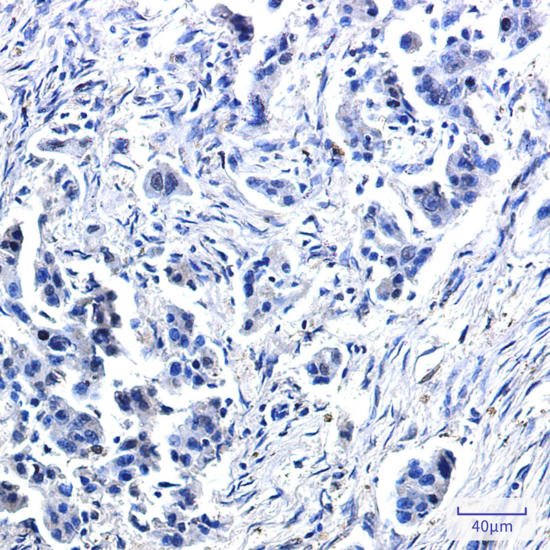 USP10 Rabbit mAb