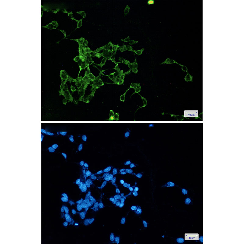 Wnt2b Rabbit mAb