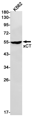 xCT Rabbit mAb