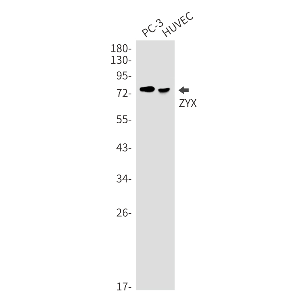 ZYX Rabbit mAb
