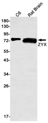 ZYX Rabbit mAb