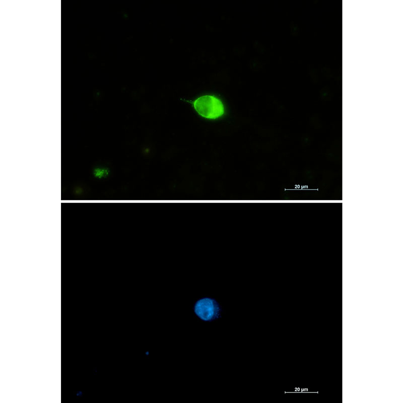 IRF7 Rabbit mAb