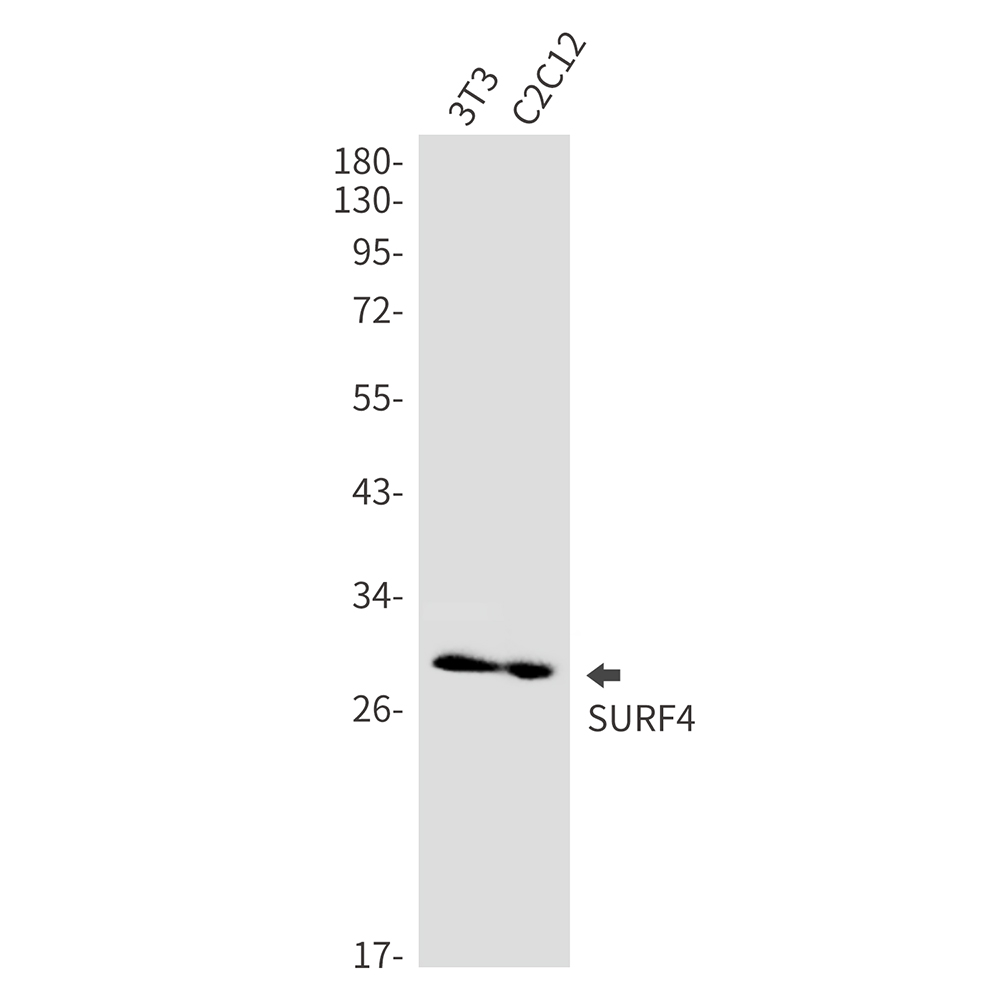 Surfeit Locus Protein 4 Rabbit mAb