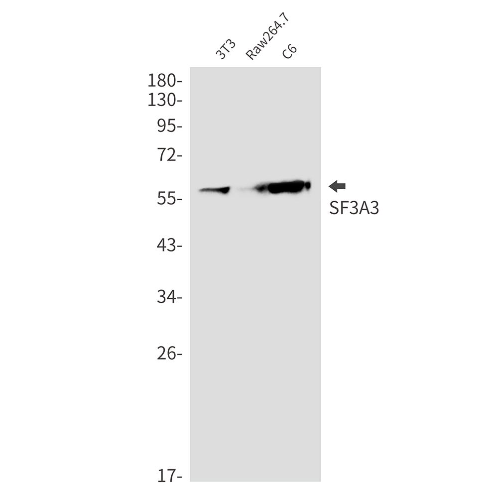 SF3A3 Rabbit mAb