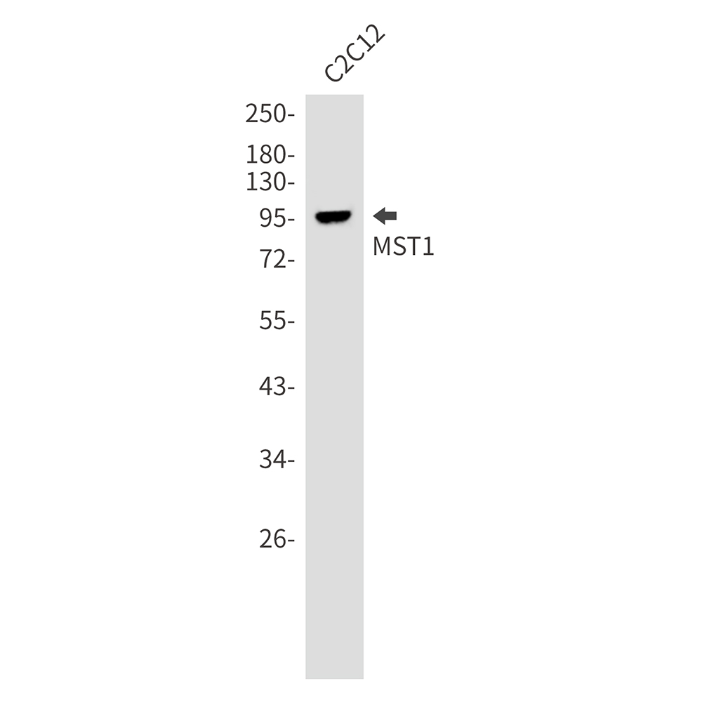 MST1 Rabbit mAb