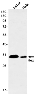 Hex Rabbit mAb