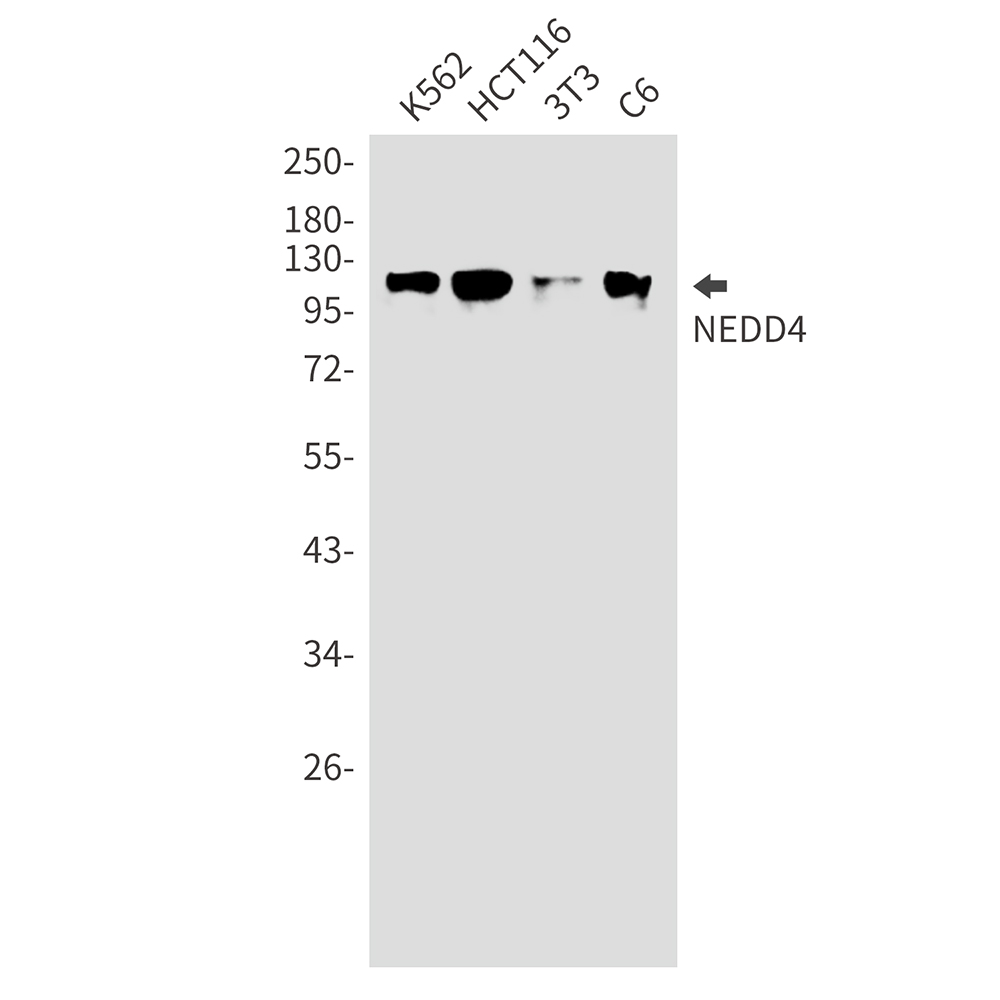 NEDD4 Rabbit mAb