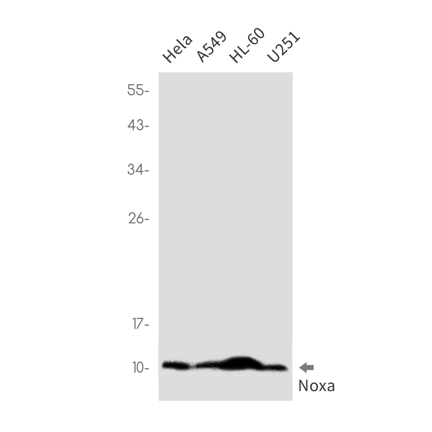 NOXA Rabbit mAb