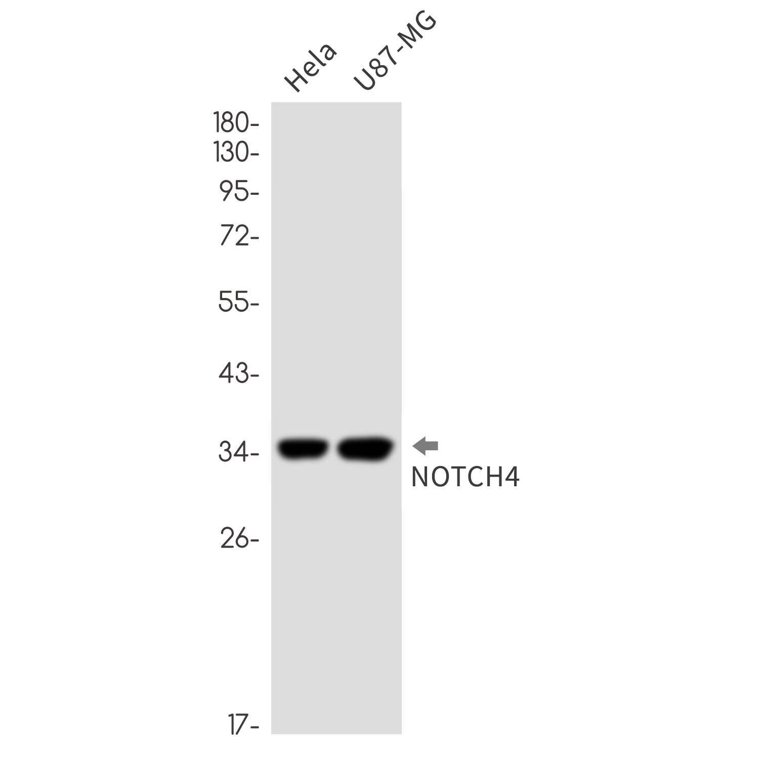 Notch4 Rabbit mAb