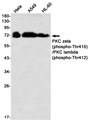 Phospho-PKC zeta/lambda (Thr410/Thr412) Rabbit mAb