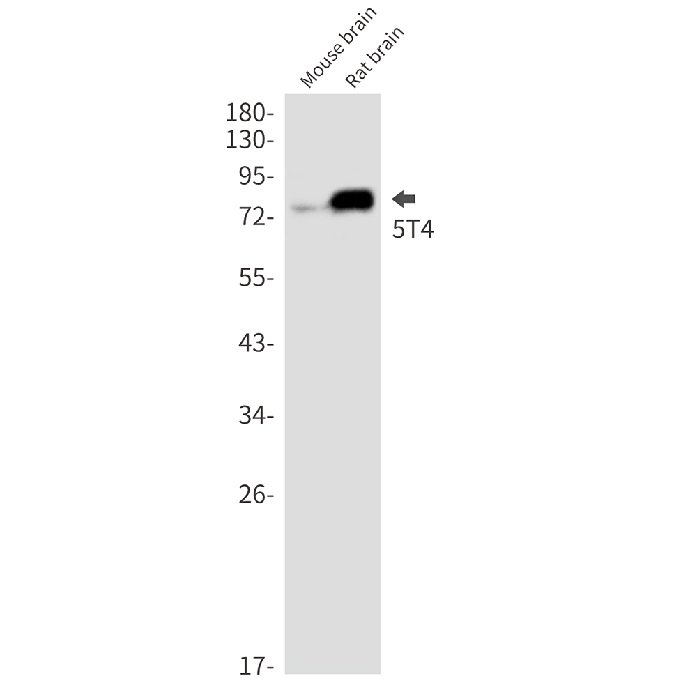 5T4 Rabbit mAb