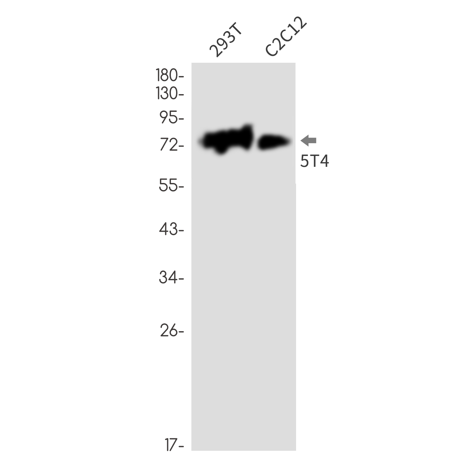 5T4 Rabbit mAb