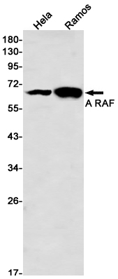 A RAF Rabbit mAb