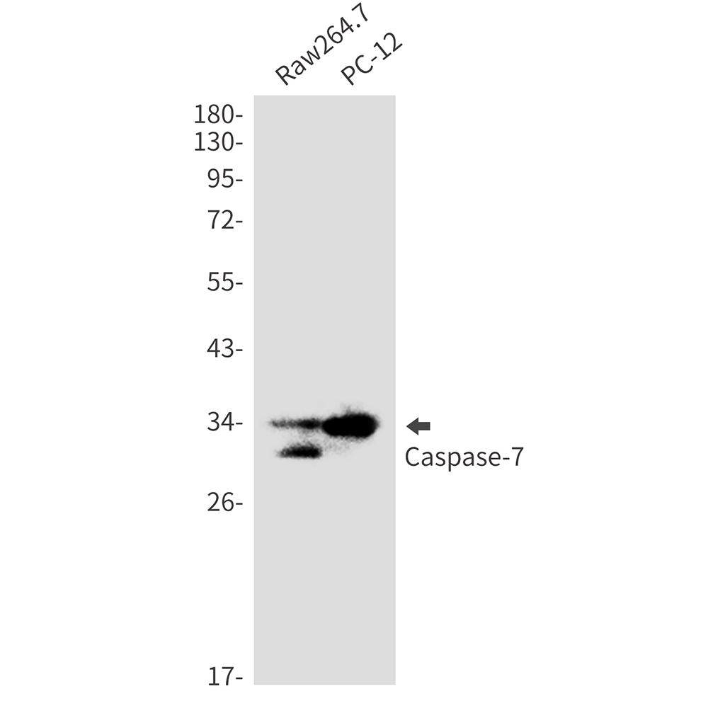 Caspase 7 Rabbit mAb
