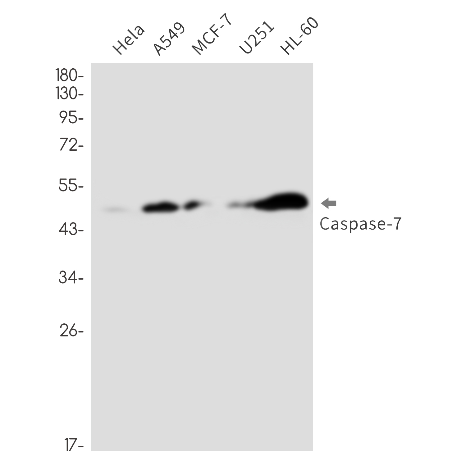 Caspase 7 Rabbit mAb