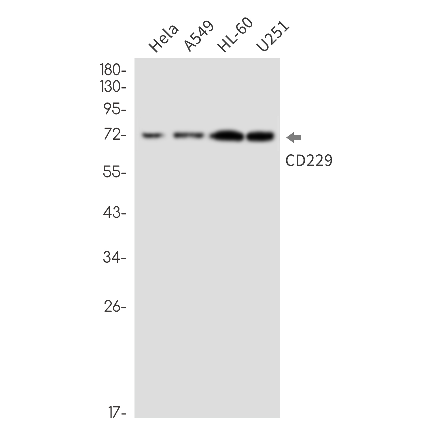CD229 Rabbit mAb