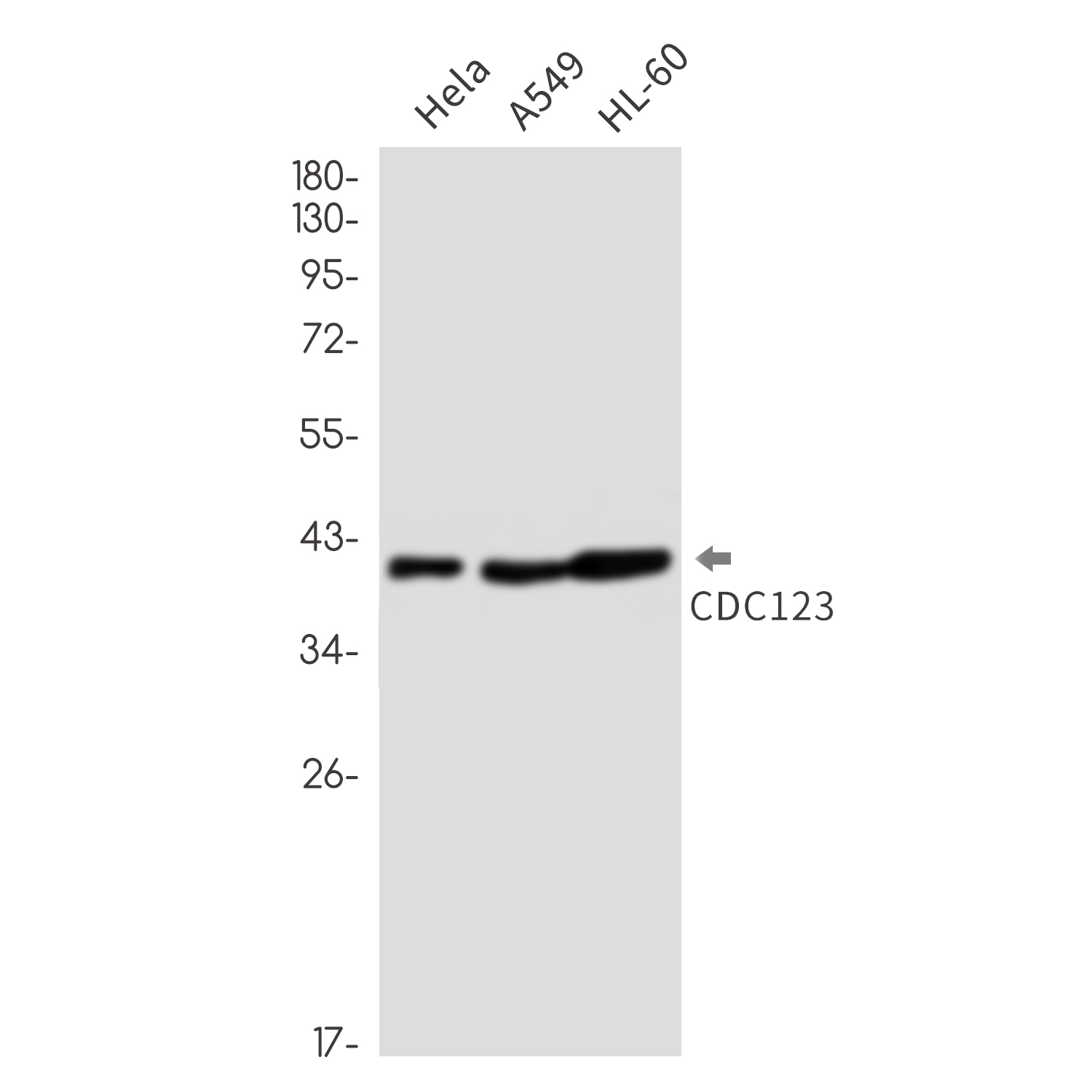 CDC123 Rabbit mAb
