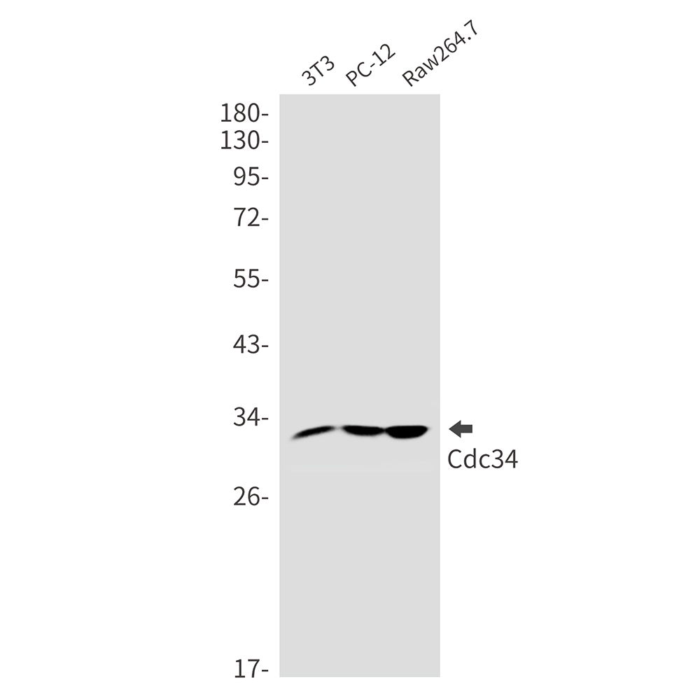 CDC34 Rabbit mAb