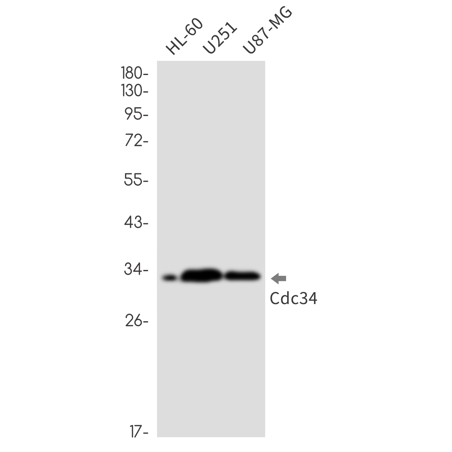 CDC34 Rabbit mAb