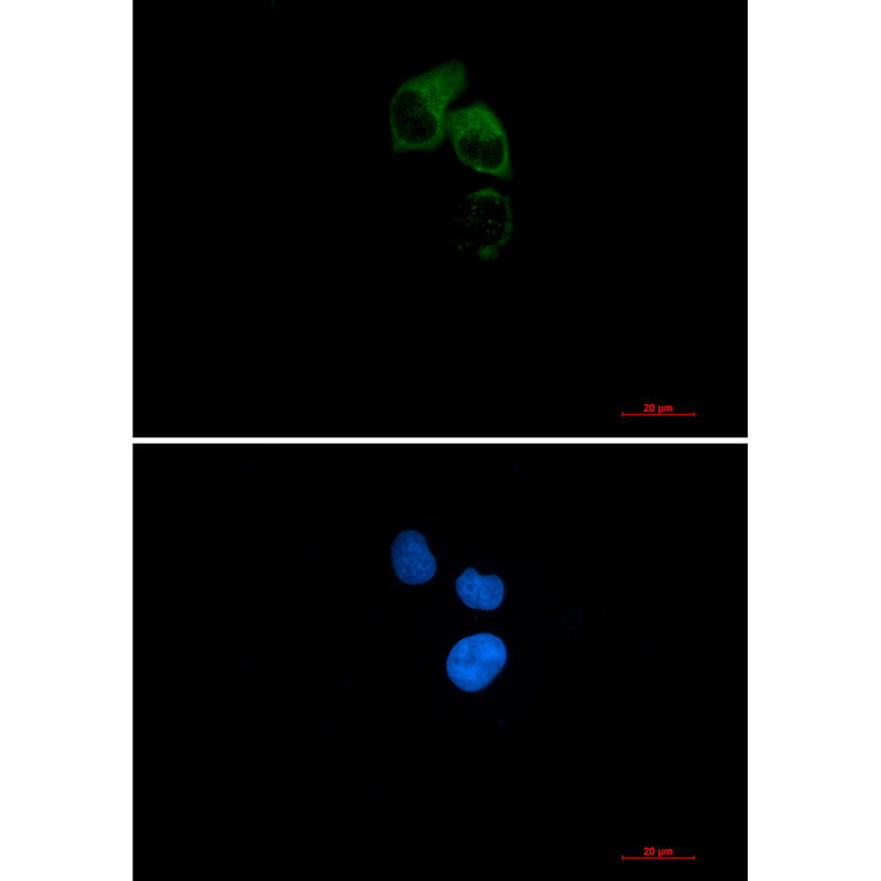 CEP55 Rabbit mAb