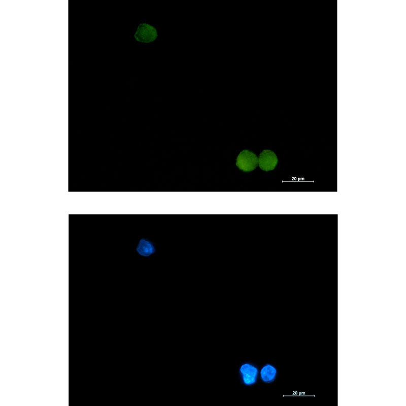 CrkL Rabbit mAb