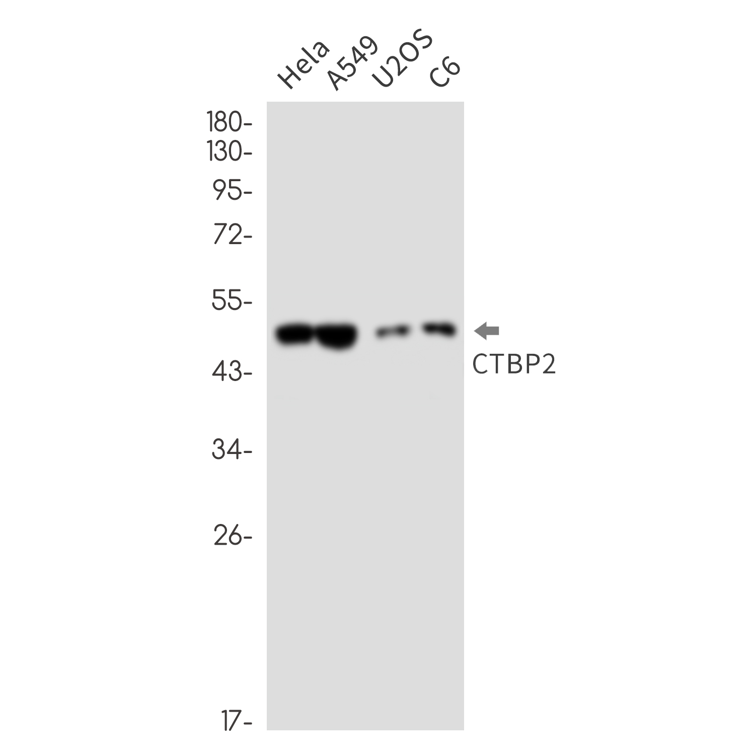 CTBP2 Rabbit mAb