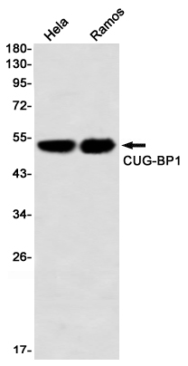 CUG BP1 Rabbit mAb