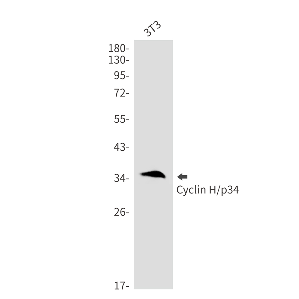 Cyclin H Rabbit mAb