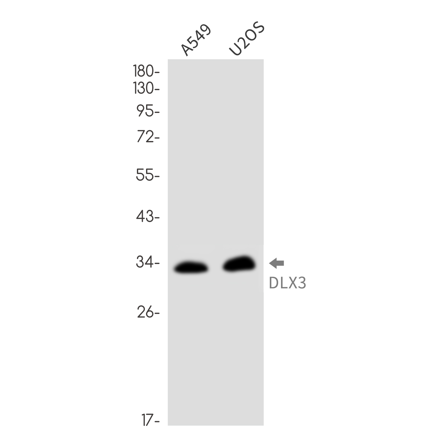 DLX3 Rabbit mAb