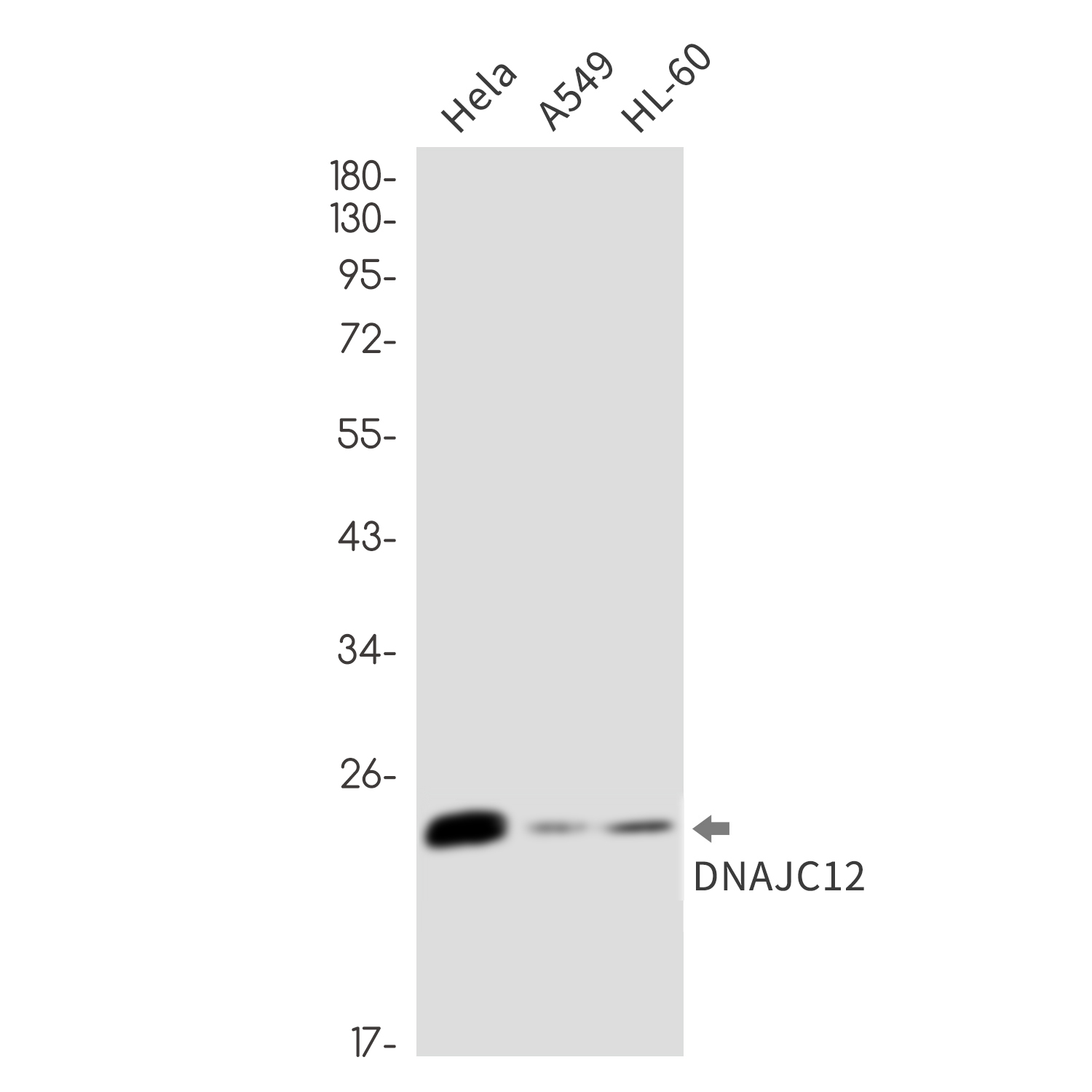 DNAJC12 Rabbit mAb
