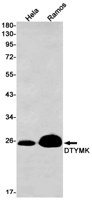 DTYMK Rabbit mAb