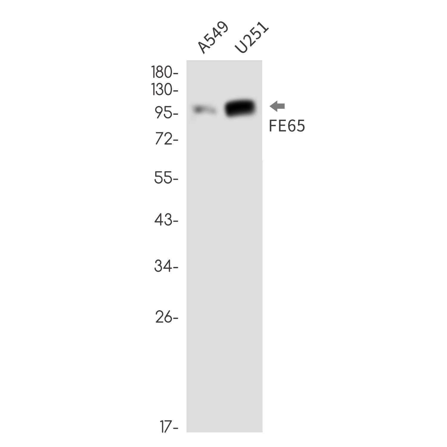 FE65 Rabbit mAb