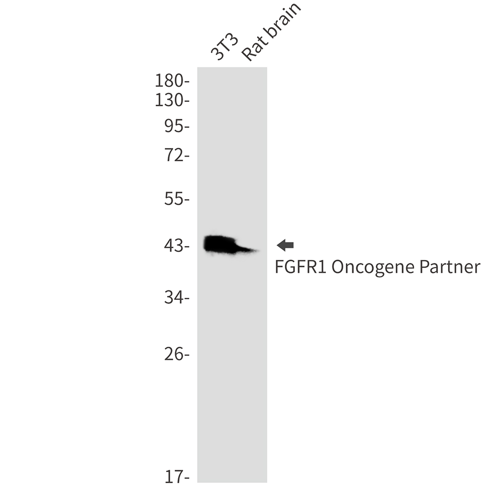 FGFR1 Oncogene Partner Rabbit mAb