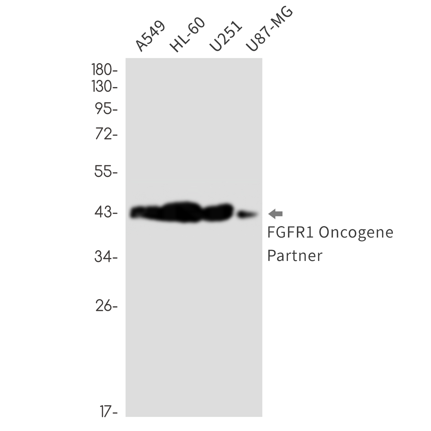 FGFR1 Oncogene Partner Rabbit mAb