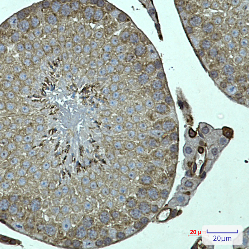 FKBP6 Rabbit mAb