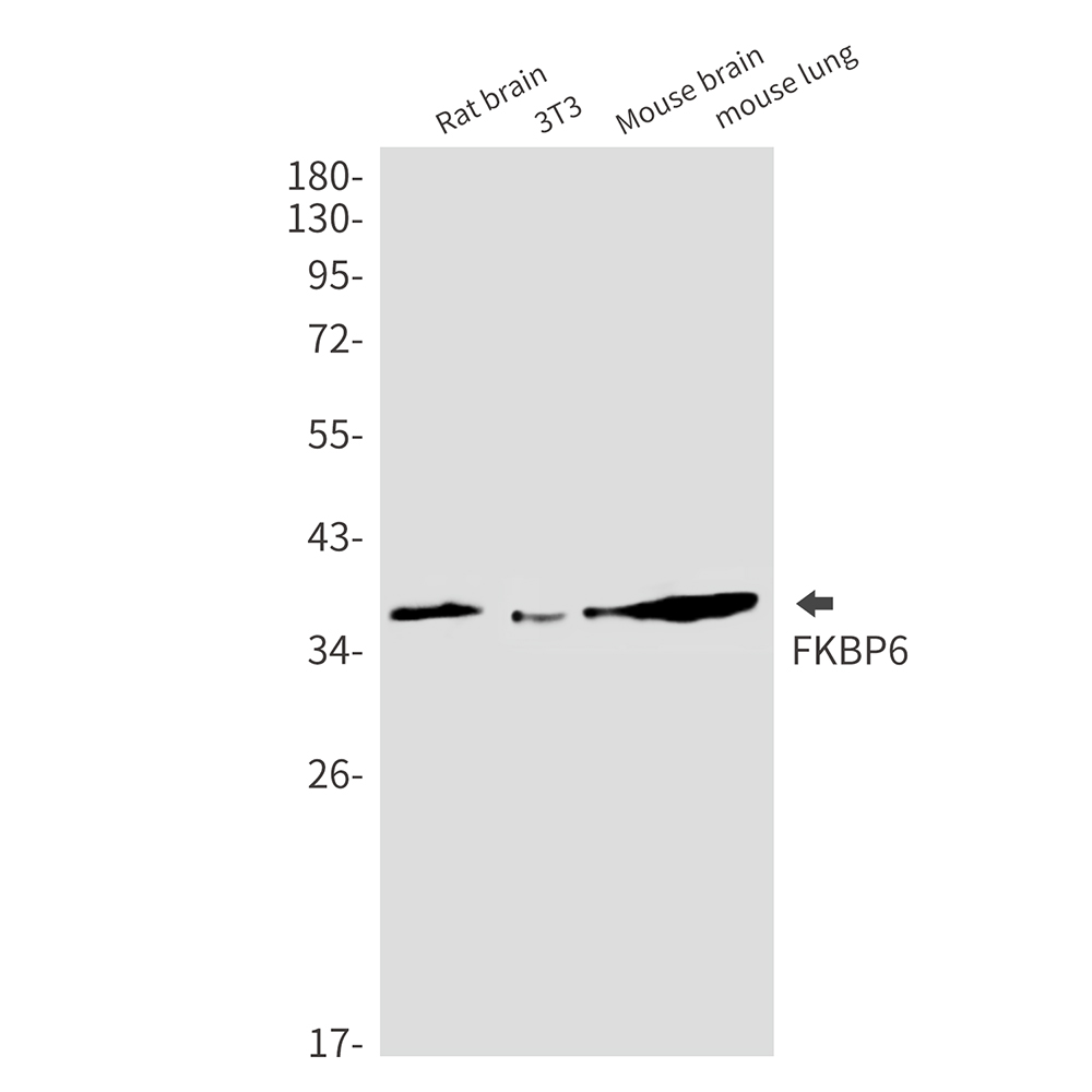 FKBP6 Rabbit mAb