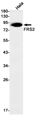 FRS2 Rabbit mAb