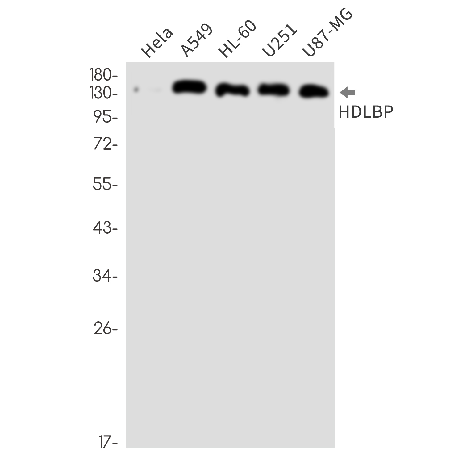 HDLBP Rabbit mAb