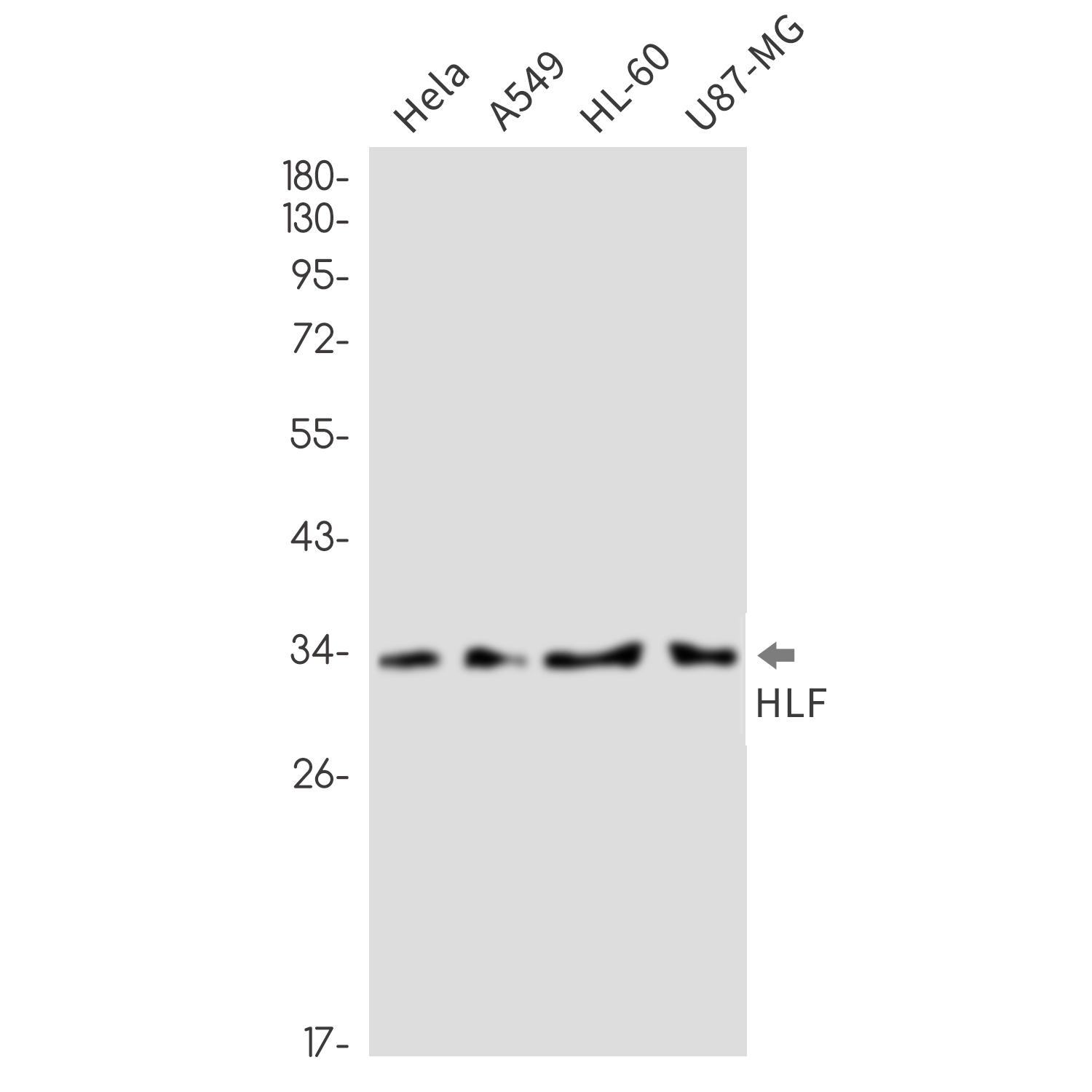 HLF Rabbit mAb