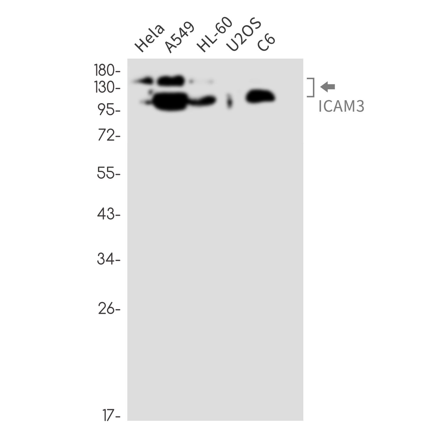 ICAM3 Rabbit mAb