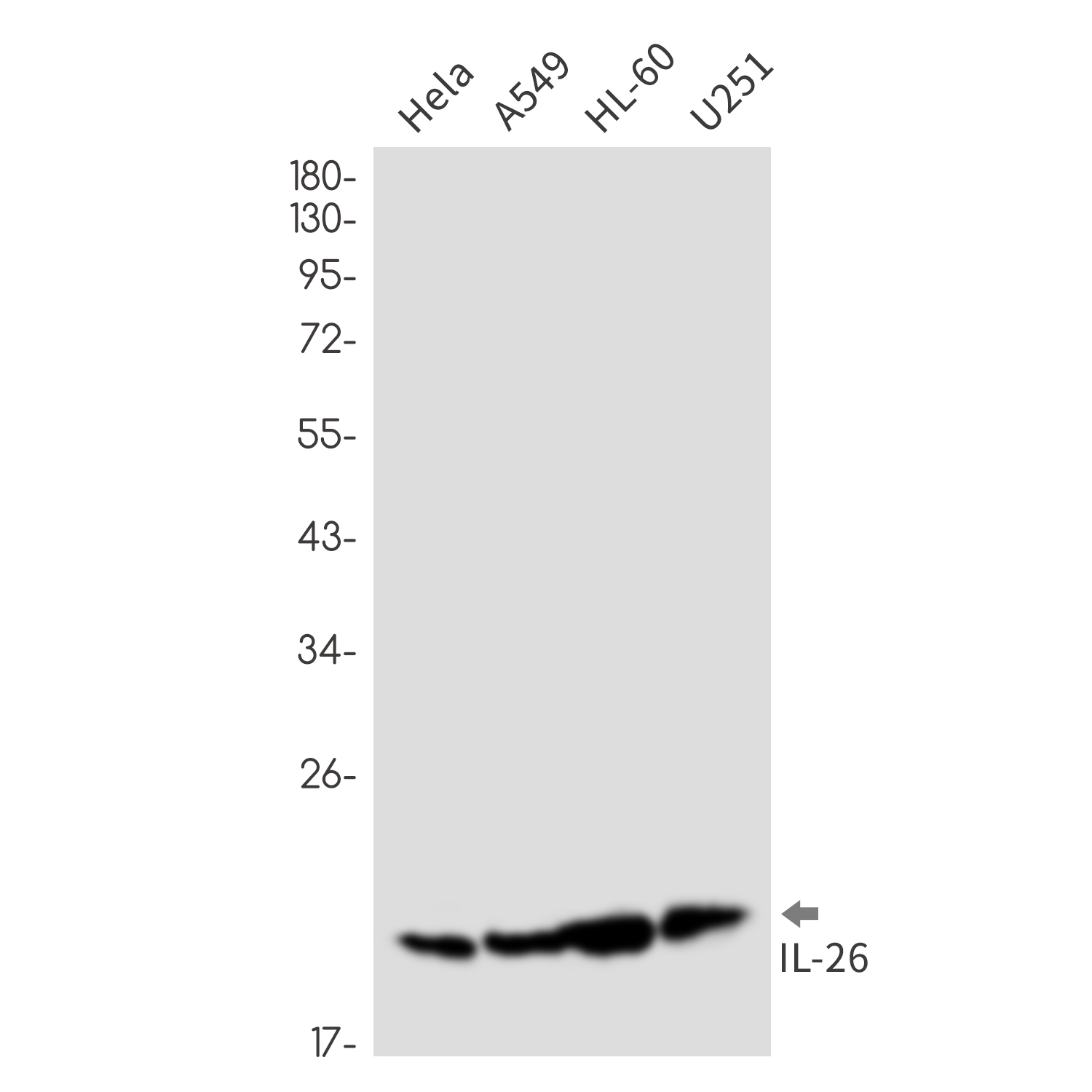 IL-26 Rabbit mAb