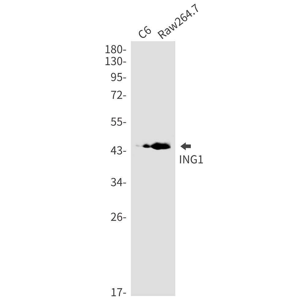 ING1 Rabbit mAb