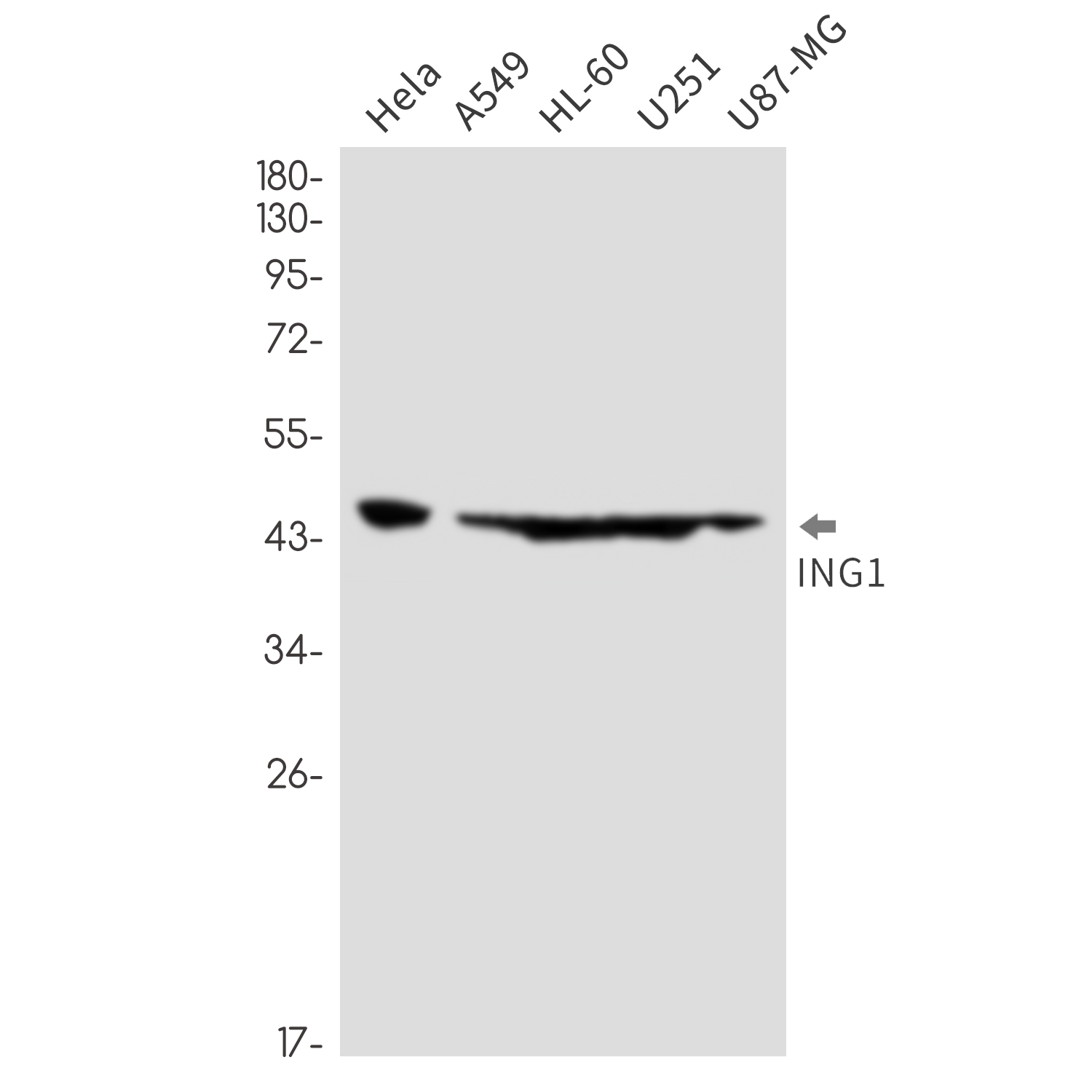 ING1 Rabbit mAb